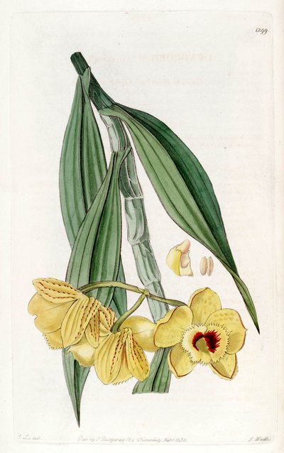 Dendrobium chrysanthum door John Lindley